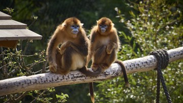 Viral Konten Makan Daging Monyet, Awas Risiko Kesehatan Ini Mengintai