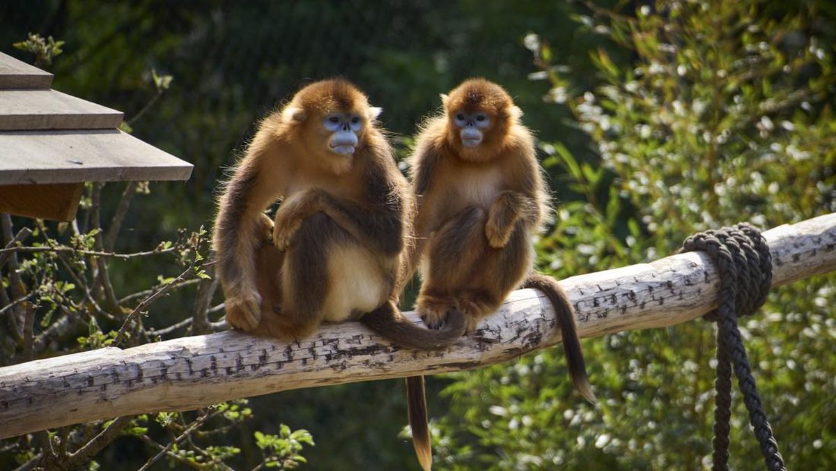 Viral Konten Makan Daging Monyet, Awas Risiko Kesehatan Ini Mengintai