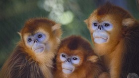 FOTO: Debut Monyet Emas Hidung Pesek China di Kebun Binatang Prancis