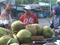 Harga Naik, Sentra Kelapa Lumajang Diserbu Pembeli dari Luar Kota