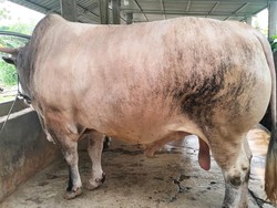Presiden Prabowo Kurban Sapi Simental Bobot 1 Ton di Palu Sulteng