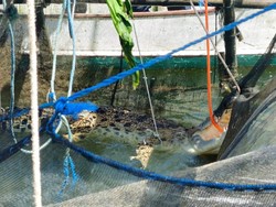 Buaya Muara 3 Meter Terjerat Jaring Keramba Warga di Maros Dievakuasi