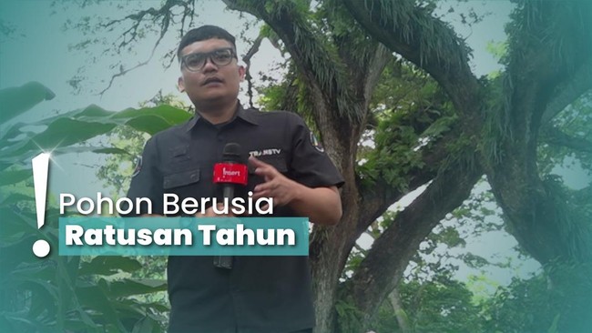 Wisata Magis Pohon Trembesi di Hutan De Djawatan Banyuwangi