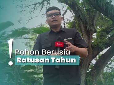 img-title Wisata Magis Pohon Trembesi di Hutan De Djawatan Banyuwangi