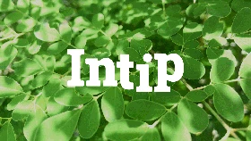 INTIP: Daun Ini Ampuh buat Tingkatkan Kesehatan Paru-paru