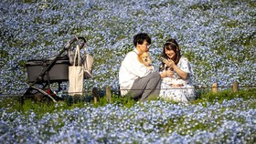FOTO: Keindahan 'Mata Biru Muda', Mekarnya Bunga Nemophila di Jepang
