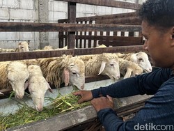 Menengok Peternakan Kambing di Mojokerto yang Berikan Garansi Kematian