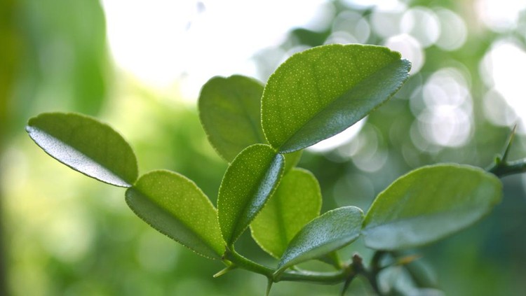 Kaffir lime (Citrus hystrix) from Central of Thailand