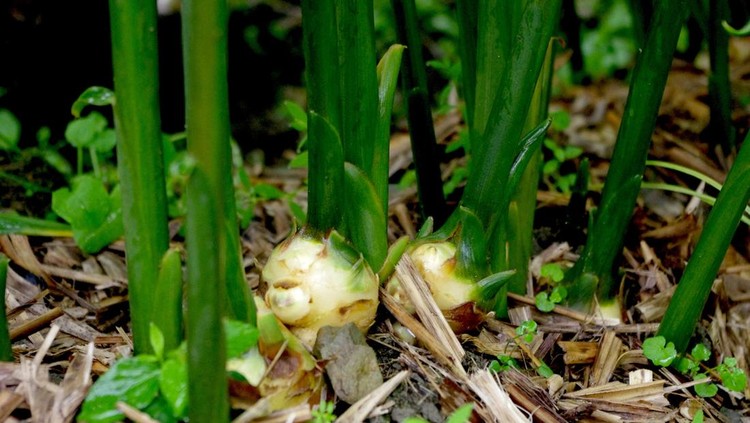 October is Harvest period of ginger in Japan&period;
&NewLine;Kochi Prefecture is most famous Cultivated city in Japan&period;
&NewLine;This photographs taken Shimanto town in Kochi Prefecture&period;
&NewLine;Shimanto town's ginger is so much delicious ginger&period;