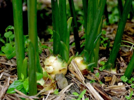 9 Tanaman Herbal untuk Atasi Pegal Linu dan Nyeri Sendi