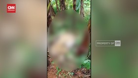 VIDEO: 7 Kambing Mati, Warga Duga Dimangsa Macan Tutul