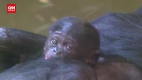 VIDEO: Penampilan Perdana Bayi Bonobo di Kebun Binatang Cologne