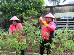 Emak-emak Bhayangkari Bojonegoro Panen Sayuran di Lahan P2L