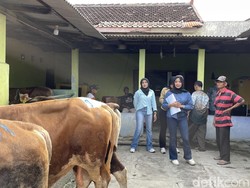 Cerita SPG Hewan Kurban di Kulon Progo: Biasanya Jualan Produk Ini Jualan Sapi