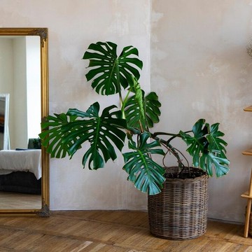 5 Tips Menata Rumah untuk Datangkan Kemakmuran Menurut Feng Shui