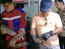Damkar Bengkulu Evakuasi Ular Piton 3 Meter di Pembuangan Air Rumah Makan