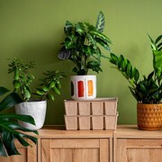 5 Tanaman yang Bisa Mengusir Tikus di Dalam Rumah