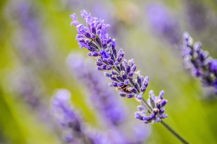 Ilustrasi bunga lavender/Foto: Freepik.com/wirestock