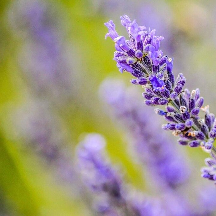 Ilustrasi bunga lavender/Foto: Freepik.com/wirestock