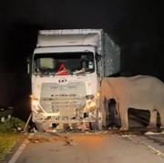 Viral di Medsos, Potret Pilu Induk Gajah Tak Mau Tinggalkan Anaknya yang Tewas Tertabrak Truk