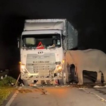 img-title Viral di Medsos, Potret Pilu Induk Gajah Tak Mau Tinggalkan Anaknya yang Tewas Tertabrak Truk