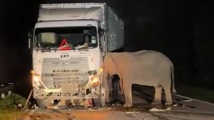 Viral Anak Gajah Mati Dilindas Truk, Pilu Induk Jadi Sorotan Publik
