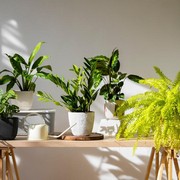 Rumah Asri dan Bersih, 5 Tanaman Hias Ini Bisa Bersihkan Polusi Udara