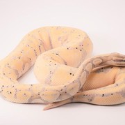 7 Tanaman Pengusir Ular yang Perlu Disiapkan di Halaman Rumah