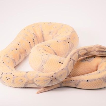 7 Tanaman Pengusir Ular yang Perlu Disiapkan di Halaman Rumah