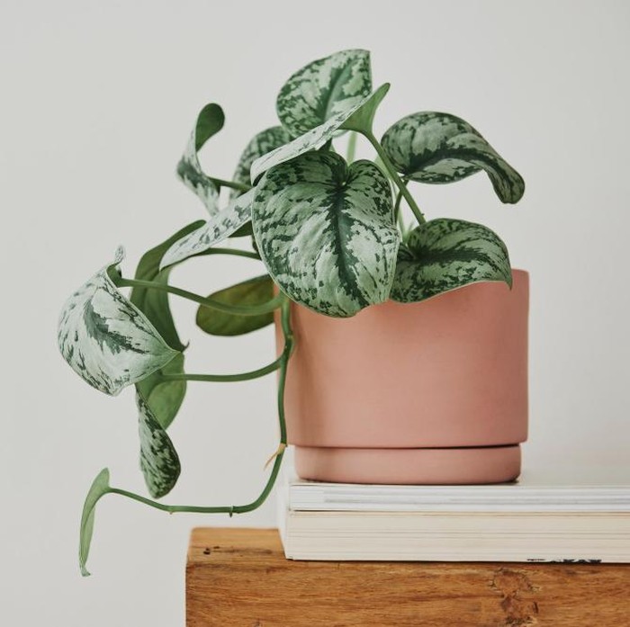 Ilustrasi tanaman pothos/Foto: Freepik.com/rawpixel.com