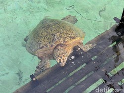 Viral Video Penyu Dewasa Mati di Pulau Derawan, CAN Selidiki Viral Video Penyu Dewasa Mati di Pulau Derawan, CAN Selidiki