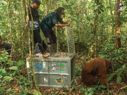 Orangutan yang Muncul di Permukiman Ditranslokasi ke Hutan Lindung Gunung Tarak