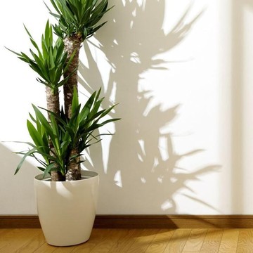 Tak Selalu Baik, 7 Tanaman Ini Tidak Disarankan Ada di Dalam Ruangan