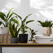 10 Tanaman yang Membawa Energi Negatif Menurut Feng Shui