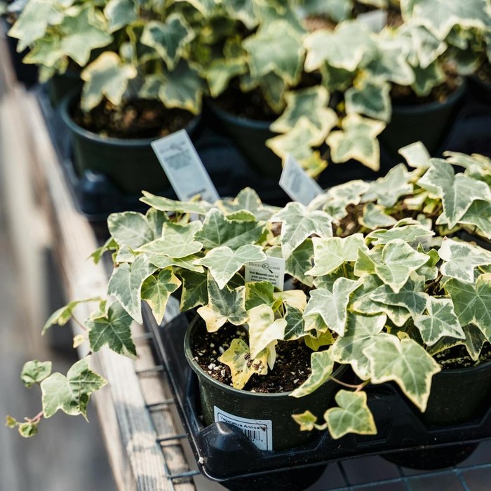 English Ivy (Hedera helix)/ Foto: Pexels.com/ Greta Hoffman