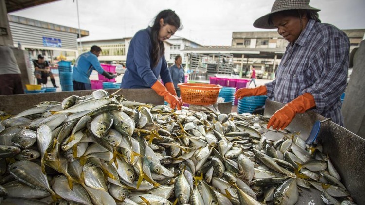 Ilustrasi Jual Ikan Ilustrasi Jual Ikan