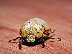 Kenapa Ada Kumbang Bubuk Kayu yang Gerogotin Furniture di Rumah?