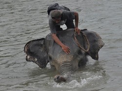 Kemenhut Buru Jaringan Pembunuh Gajah Mati Tanpa Kepala di Riau