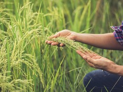 8 Cara Menanam Padi dari Awal sampai Akhir dan Bisa Dipanen secara Optimal