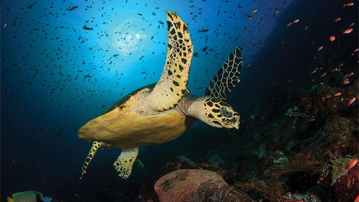 Program Nyata Sudamala Resort Lindungi Ekosistem Bawah Laut Flores