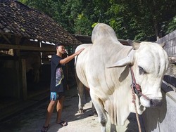 DIY Dapat 8 Sapi Kurban Presiden Prabowo