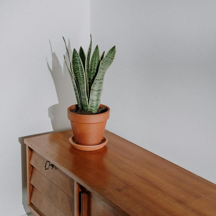 Snake Plant (Sansevieria trifasciata)/ Foto: Pexels.com/ cottonbro studio