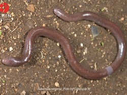 Spesies Baru Kadal Buta Ditemukan di Buton, Mirip Cacing-Punya Pita Terang di Tubuh