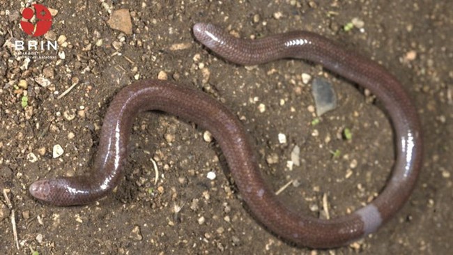 Tim peneliti BRIN mengungkap hasil identifikasi terhadap spesies baru Kadal Buta (Dibamus Oetamai) yang endemik di Pulau Buton, Sulawesi Tenggara (Sultra).