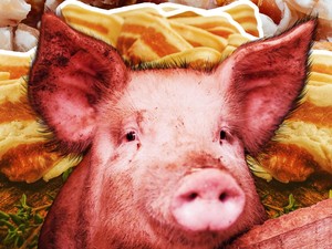 Babi Bikin Pening Vietnam, Satu Negara Pusing 7 Keliling Babi Bikin Pening Vietnam, Satu Negara Pusing 7 Keliling