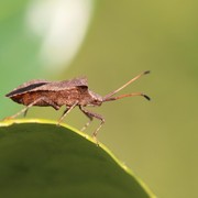 Punya Manfaat untuk Kesehatan, Simak Penjelasan Tentang Apa Itu Hewan Undur-undur