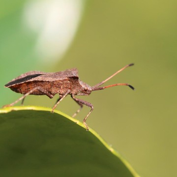 Punya Manfaat untuk Kesehatan, Simak Penjelasan Tentang Apa Itu Hewan Undur-undur