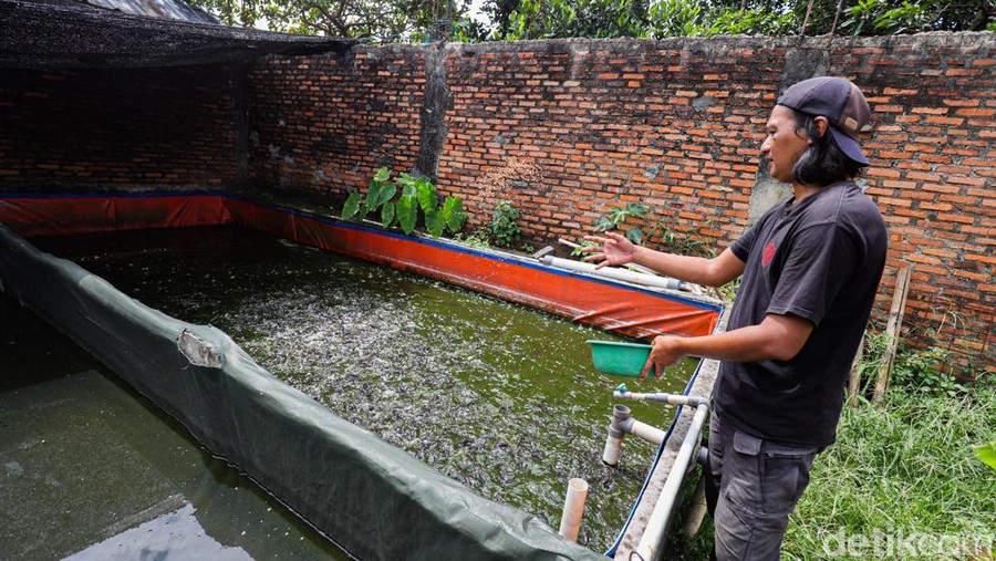 Seorang peternak tampak sibuk memberikan pakan kepada ikan lele di DE Farm yang terletak di Kawasan Pedurenan&comma; Kota Bekasi&comma; Selasa &lpar;13&sol;5&sol;2025&rpar;&period; Aktivitas ini menjadi rutinitas penting dalam menjaga produktivitas kolam lele&period;