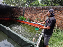 10 Ikan Mengandung Merkuri yang Sering Muncul di Laut Indonesia