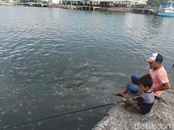 Wuiih... Ubur-ubur Muncul di Pelabuhan Mayangan Probolinggo